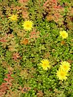 Delosperma Nubigenum (fam Aizoacees) (Afrique du sud) (04) (Photo F. Mrugala)